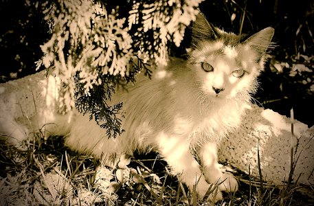 hidden kitty