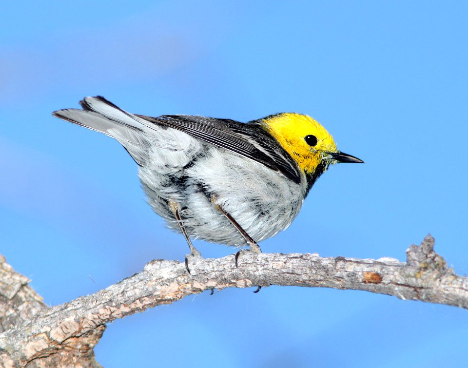 841 - HERMIT WARBLER (5-13-11) patagonia lake, scc, az - (2)