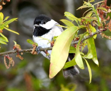 671 - CAROLINA CHICKADEE (3-17-13) marion co, fl  (1)