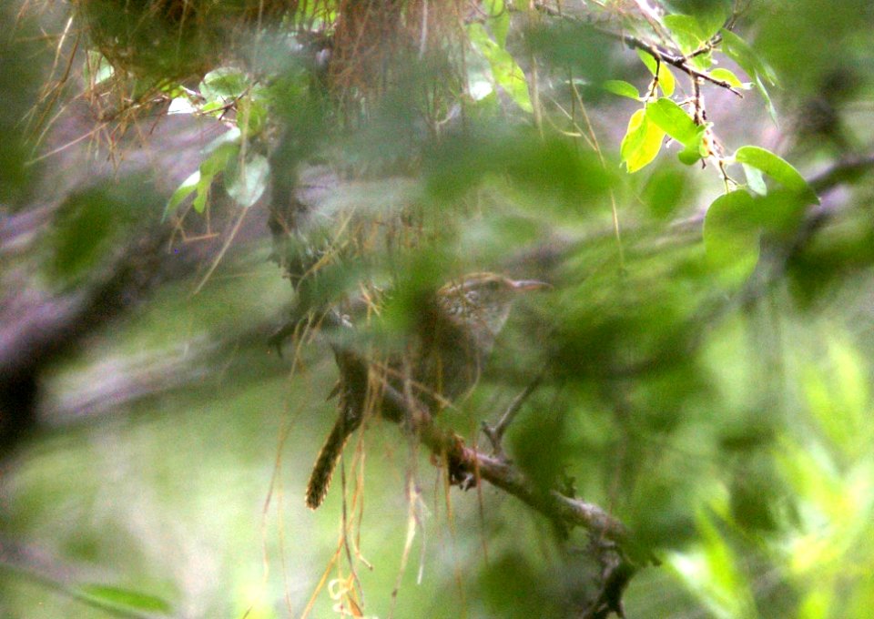 700 - SINALOA WREN (6-19-09) nest, patagonia, az - (4)