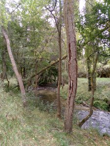 Río Duratón al lado de la Senda Larga
