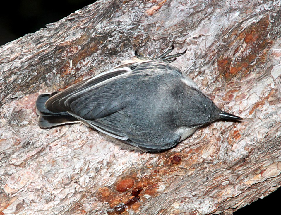 687 - PYGMY NUTHATCH (8-17-10) los alamos, nm  (3)