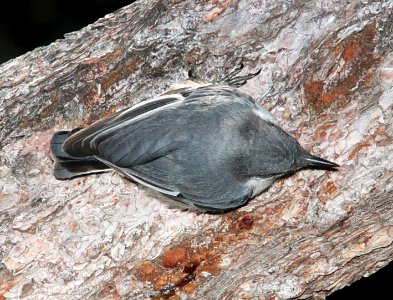 687 - PYGMY NUTHATCH (8-17-10) los alamos, nm  (3)