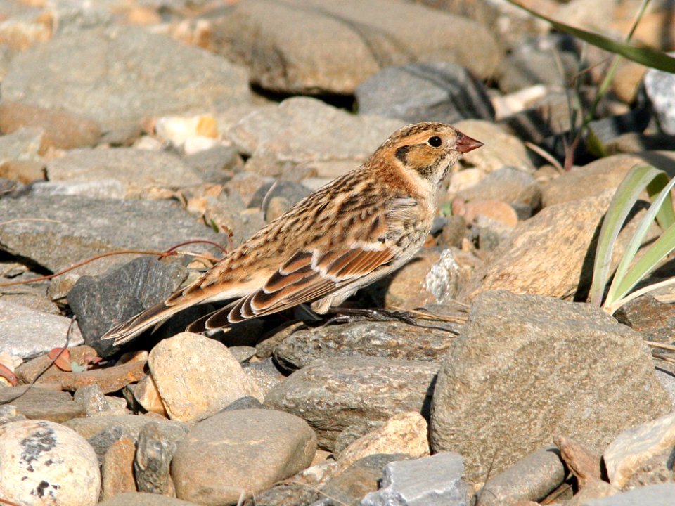 790 - LAPLAND LONGSPUR (8-28-08) nome, ak - (3)