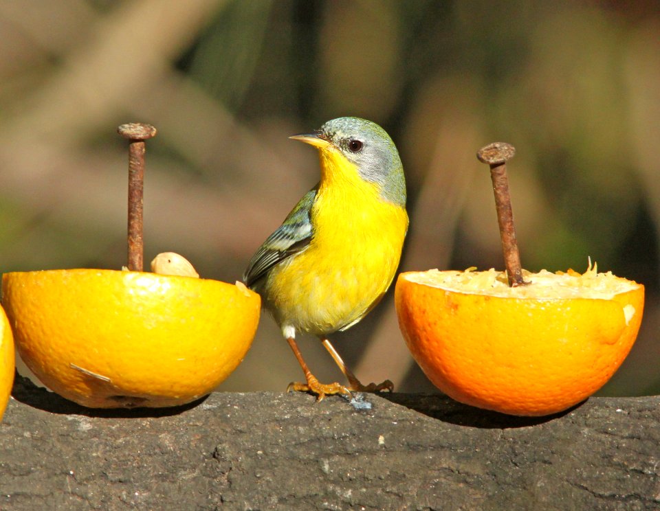 825 - TROPICAL PARULA (2-5-10) quinta mazatlan, mcallen, tx  (8)