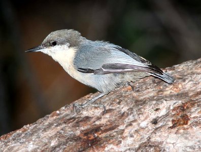 687 - PYGMY NUTHATCH (8-19-11) los alamos, nm  (1)