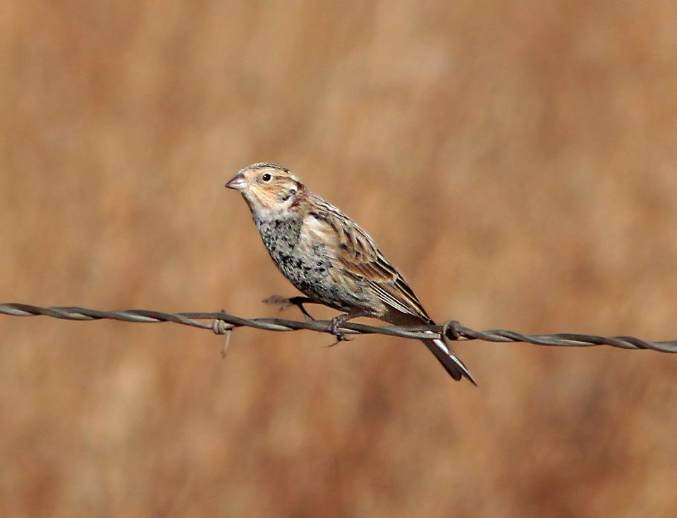 791 - CHESTNUT-COLLARED LONGSPUR (12-5-10) san rafael grasslands, scc, az - (4)
