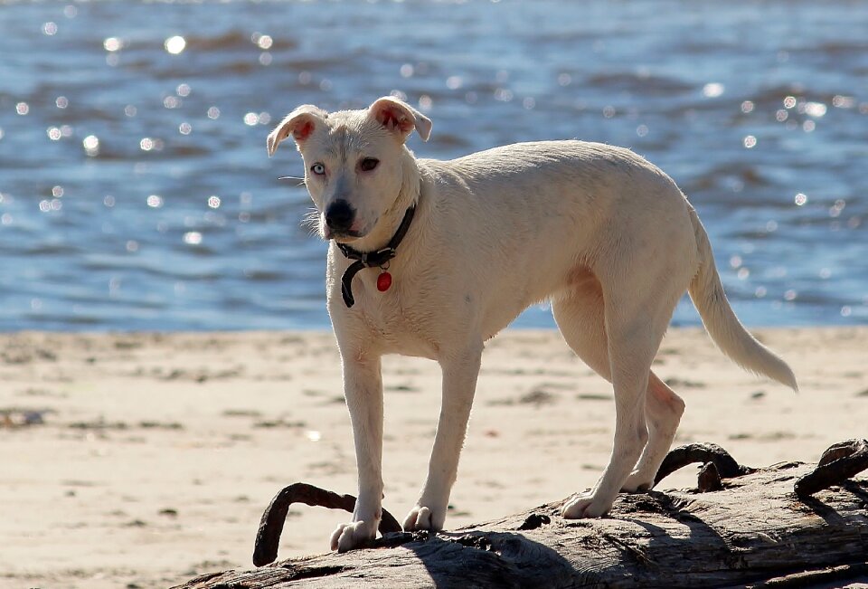 Most beach animal hybrid