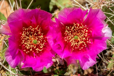 Twin Prickly Pear Blossoms