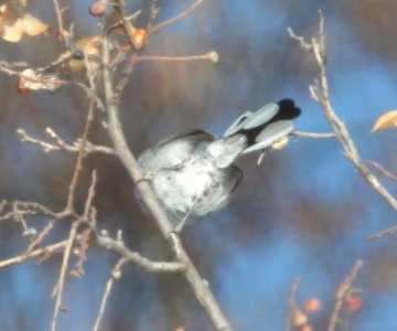 701 - BLUE-GRAY GNATCATCHER (3-19-11) trail north from santa gertrudis lane, scc, az - (4) - Copy