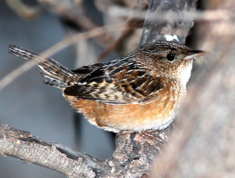 695 - SEDGE WREN (11-27-10) lower thumb rock cove, pena blanca lake, scc, az - (3)