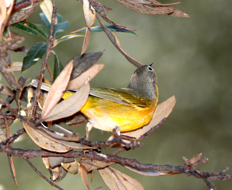 811 - NASHVILLE WARBLER (9-4-11) upper humbolt cyn, scc, az - (2)