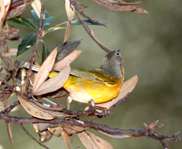 811 - NASHVILLE WARBLER (9-4-11) upper humbolt cyn, scc, az - (2)