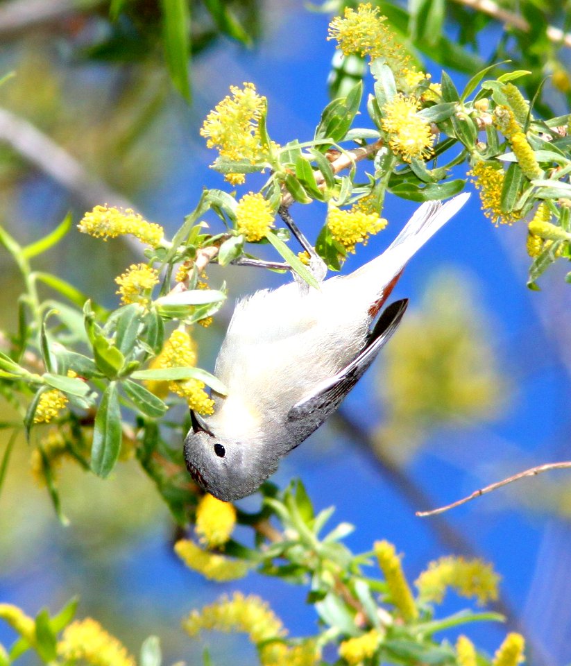 810 - LUCY'S WARBLER (3-22-11) patagonia lake, scc, az -01 - Copy