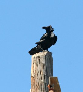 652 - CHIHUAHUAN RAVEN (2-26-08) del rio, tx -05