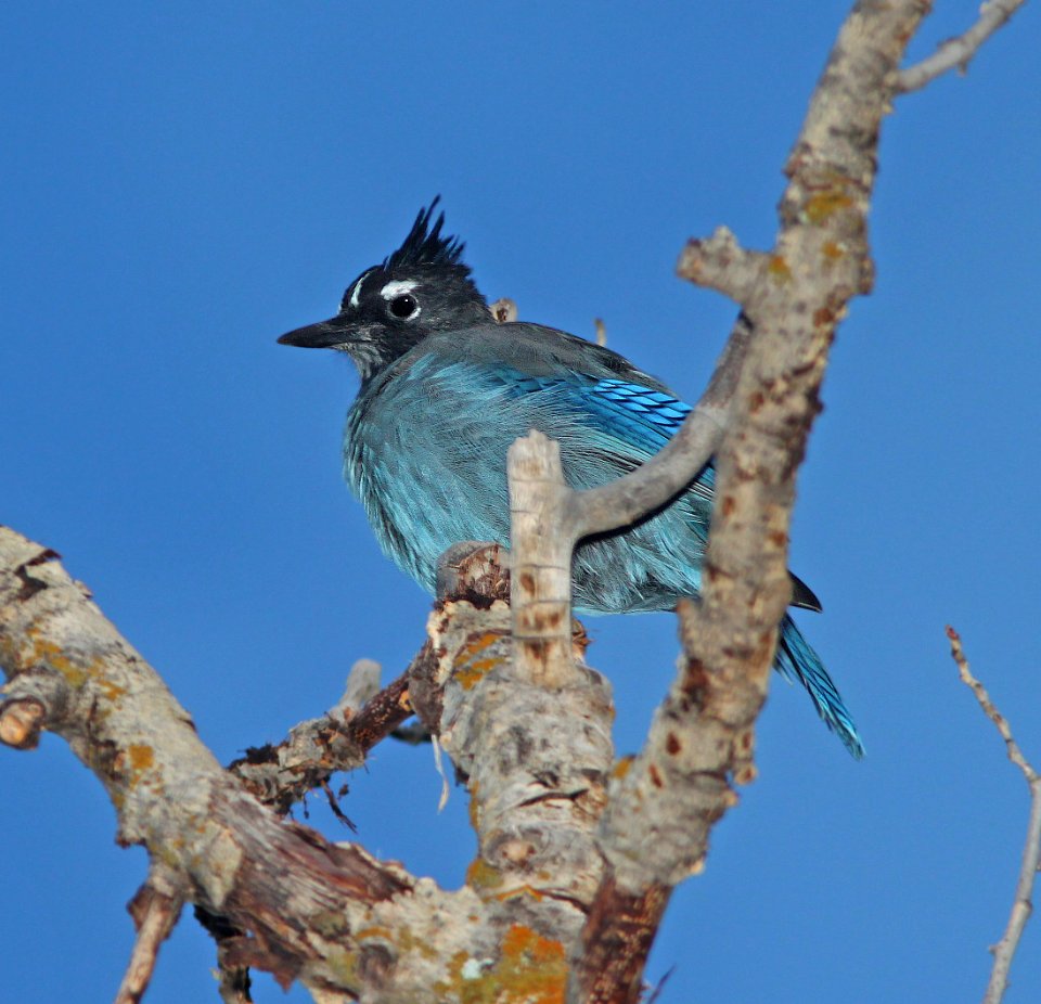 638 - STELLER'S JAY (8-20-12) just east of wolf creek pass, co  (3)