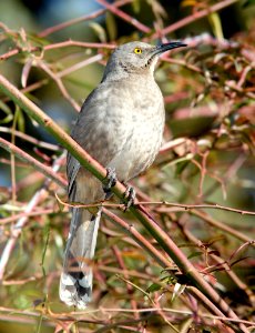 767 - CURVE-BILLED THRASHER (1-16-11) patagonia, scc, az - (3)
