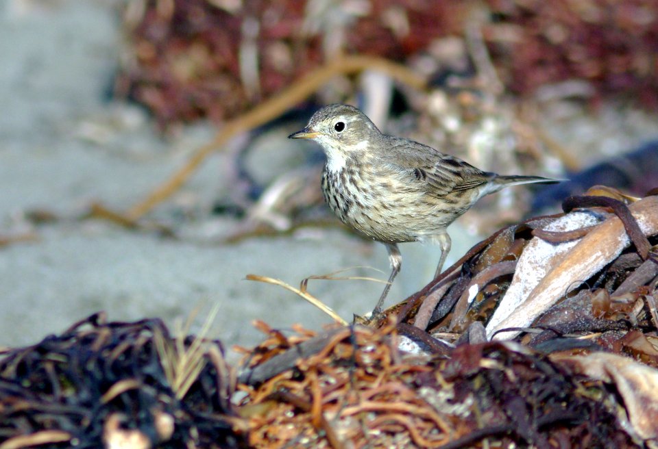 783 - AMERICAN PIPIT (1-15-08) estero bluffs, slo co, ca (2)