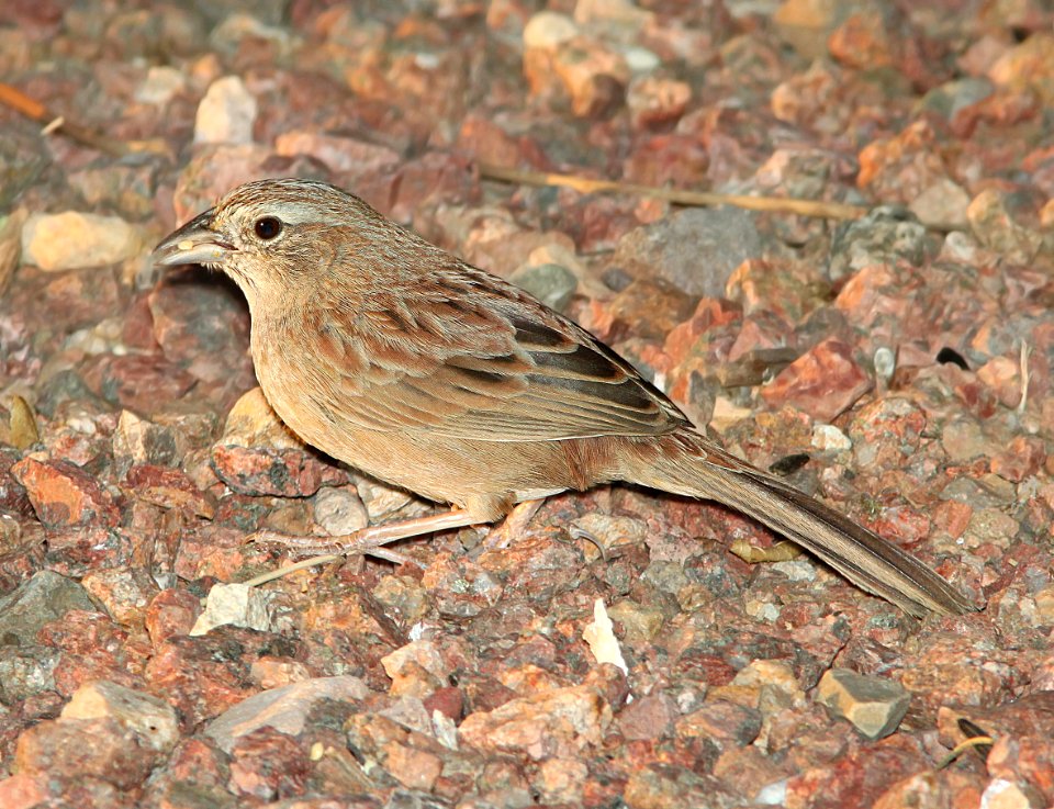 867 - BOTTERI'S SPARROW (3-24-11) 78 circulo montana, patagonia lake ranch estates, scc, az  (1)