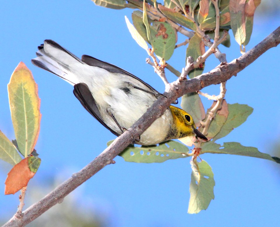 841 - HERMIT WARBLER  (10-5-11) pena blanca lake, scc, az - (1)