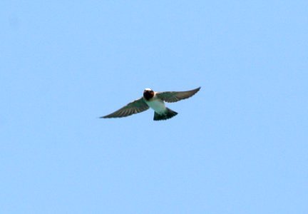 667 - CLIFF SWALLOW (3-24-09) san simeon bridge, slo co, ca
