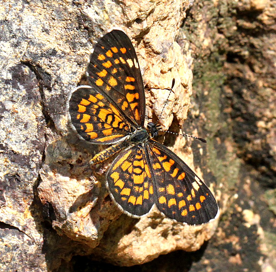 CHECKERSPOT, TINY (Dymasia dymas) (7-23-12) first cliffs, patagonia-san rafael road, patagonia mts, scc, az