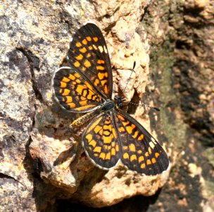 CHECKERSPOT, TINY (Dymasia dymas) (7-23-12) first cliffs, patagonia-san rafael road, patagonia mts, scc, az