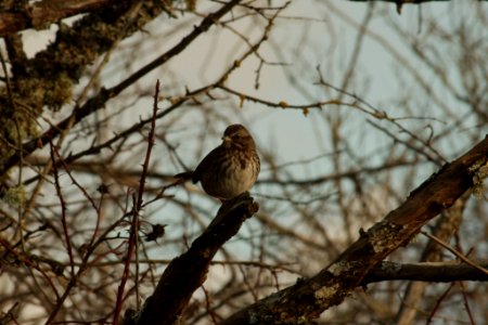 Song Sparrow photo