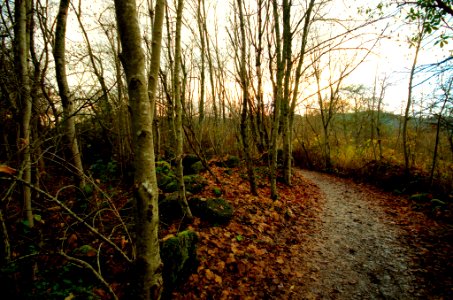 Through the forest photo