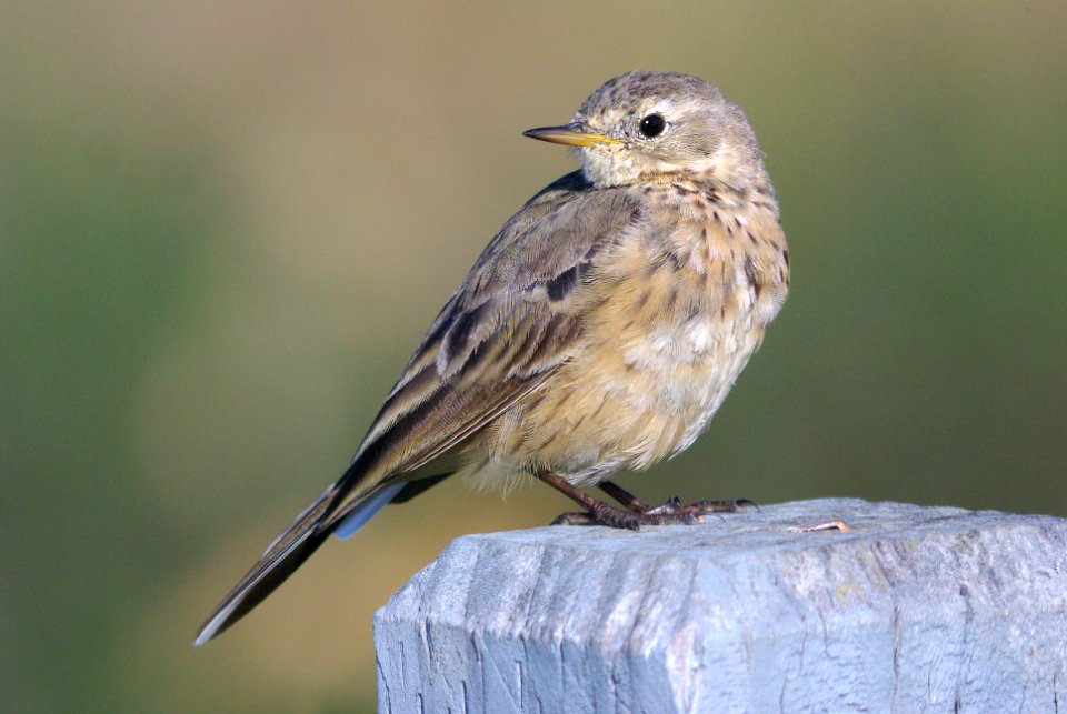 783 - AMERICAN PIPIT (3-26-09) cloisters, slo co, ca (2)