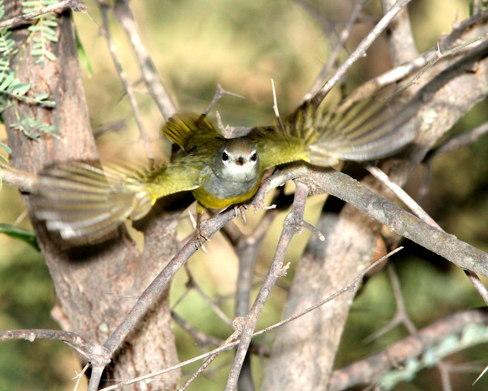 815 - MACGILLIVRAY'S WARBLER (9-10-10) blue haven rd, patagonia, scc, az - (3)