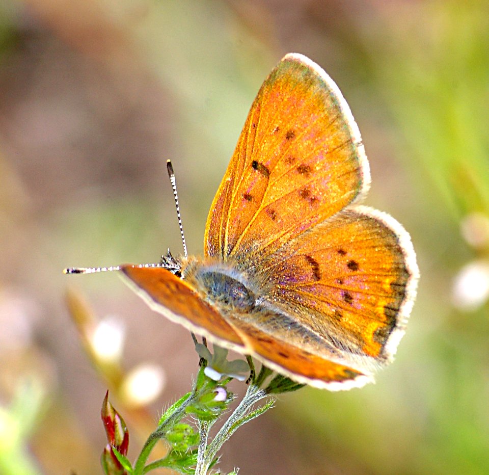 COPPER, PURPLISH (lycaena helloides) (8-7-08) male, blanco creek, co - 02 (1)