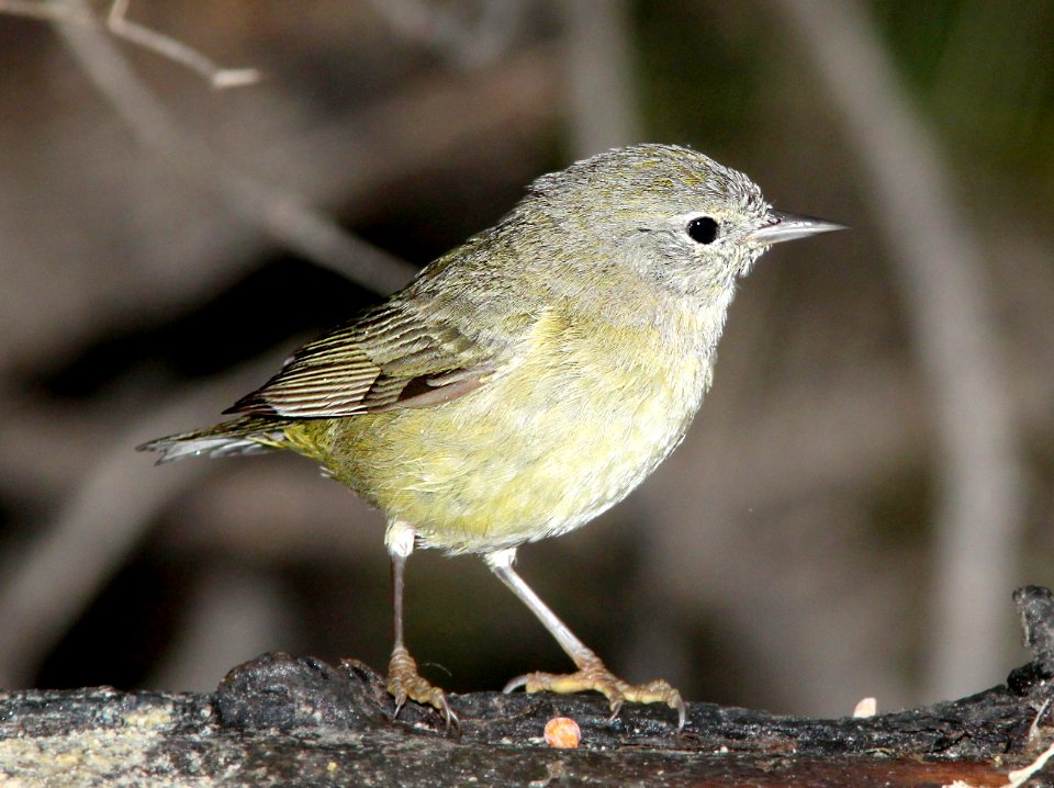 808 - ORANGE-CROWNED WARBLER (3-10-12) salineno, tx  (1)