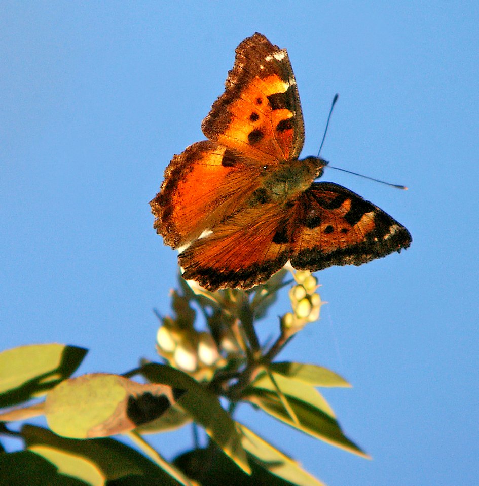 TORTOISESHELL, CALIFORNIA (Nymphalis californica) (2-10-06) cuesta ridge, slo co, ca (1)