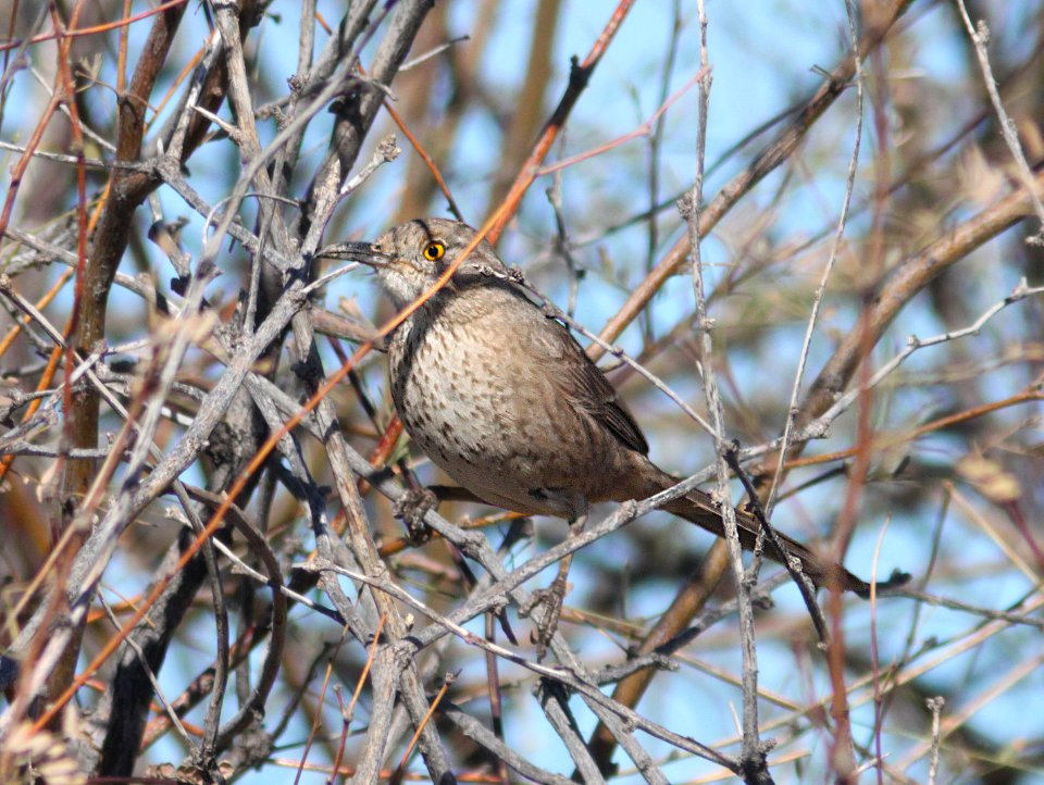 766 - BENDIRE'S THRASHER (1-29-13) salome and baseline rd, maricopa co, az  (2)