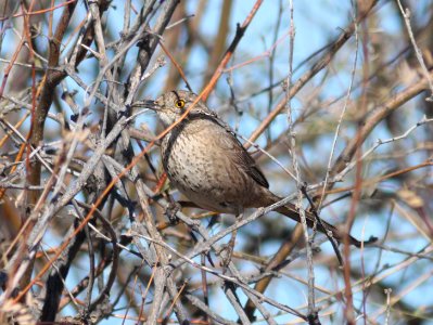 766 - BENDIRE'S THRASHER (1-29-13) salome and baseline rd, maricopa co, az  (2)