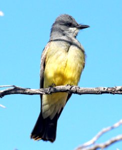 604 - CASSIN'S KINGBIRD (5-12-10) patagonia, az - (3)