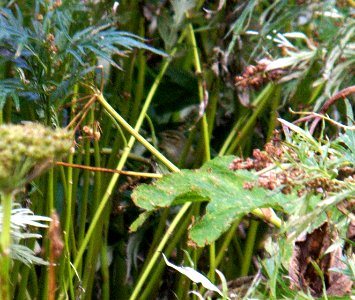 713 - YELLOW-BROWED WARBLER (9-21-06) attu, ak (2)