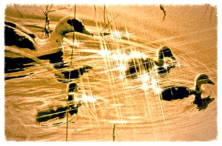 goose & ducklins