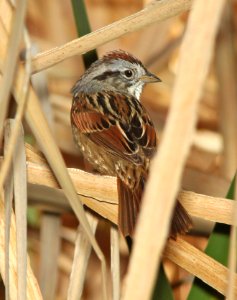 894 - SWAMP SPARROW (4-6-11) patagonia lake state park, scc, az  (1) - Copy