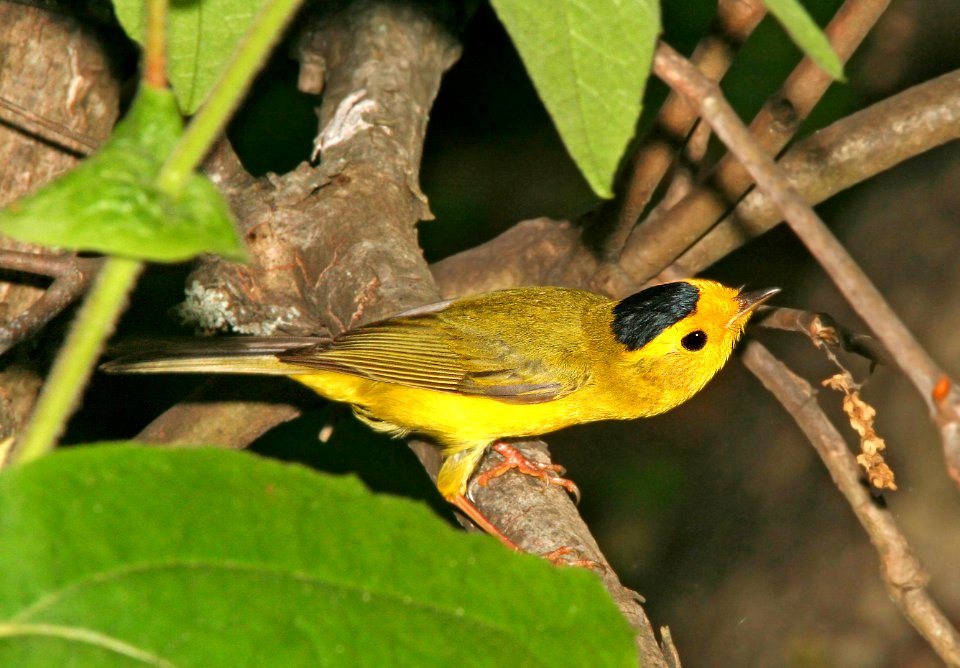 848 - WILSON'S WARBLER (6-15-09) slo co, ca