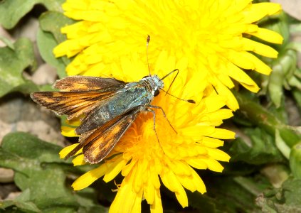 SKIPPER, JUBA (Herperia juba) (6-15-11) slate creek, mt ellen, garfield co, ut -  (4)