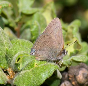 HAIRSTREAK, MOUNTAIN MAHOGANY (satyrium tetra) (6-14-08) cerro alto north ridge