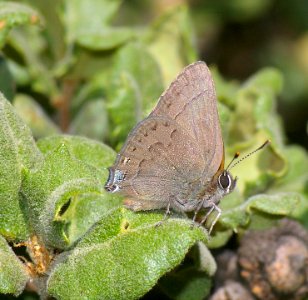 HAIRSTREAK, MOUNTAIN MAHOGANY (satyrium tetra) (6-14-08) cerro alto north ridge photo