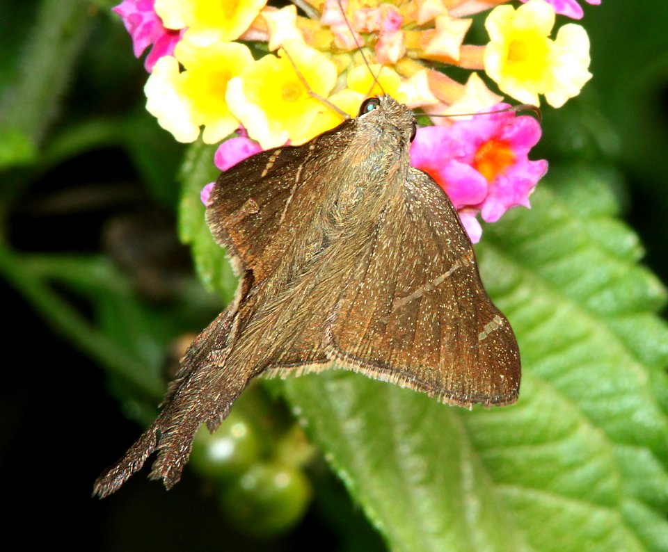 LONGTAIL, TELEUS (Urbanus teleus) (3-7-12) national butterfly center, mission, tx