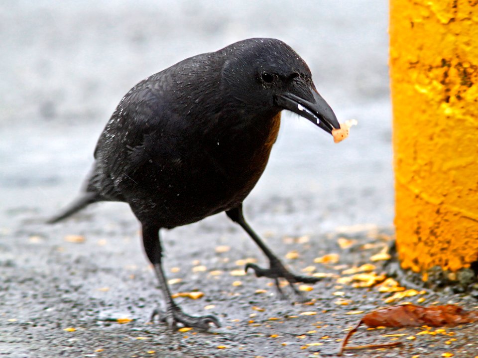 648 - AMRICAN CROW (11-30-12) courtenay, bc, canada  (2)