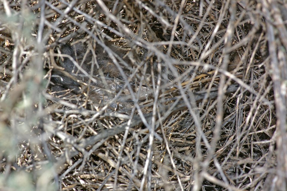 770 - LECONTE'S THRASHER (3-30-08) nest along van metre road, carrizo plain nat monument, slo co, ca (2)