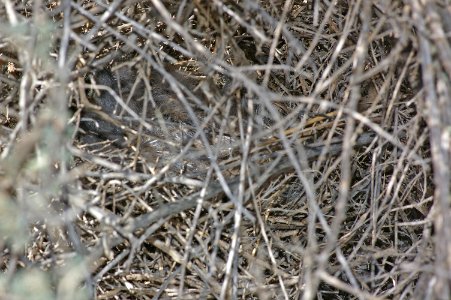 770 - LECONTE'S THRASHER (3-30-08) nest along van metre road, carrizo plain nat monument, slo co, ca (2)