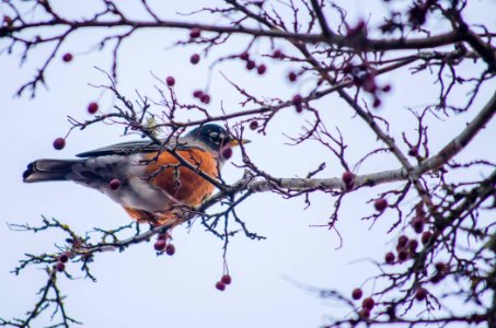 Robin