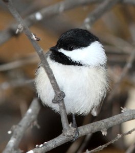 672 - BLACK-CAPPED CHICKADEE (11-29-09) farmington, nm  (1)